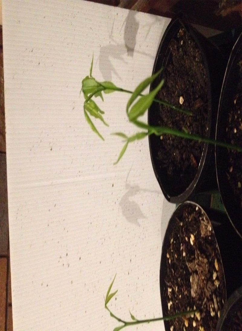 جي جوت بذور الليمون الإسباني، Guinep، melicoccus bijugatus، (5 بذور) تنمو في الداخل أو الخارج - Image 4