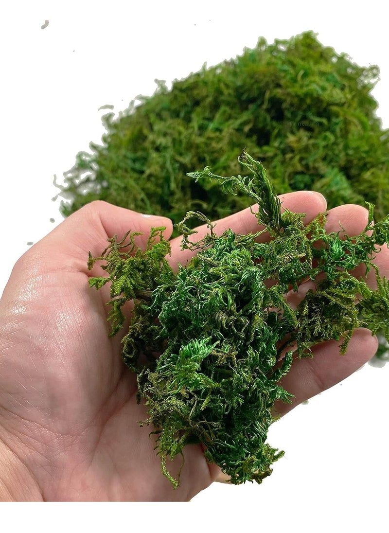 Generic 𝐅𝐅𝐃 "Premium Preserved Moss (800g) – Natural Green Dried Moss for Plants, Terrariums, Home Decor – Eco-Friendly, Long-Lasting, Moisture Retaining"  - Image 3