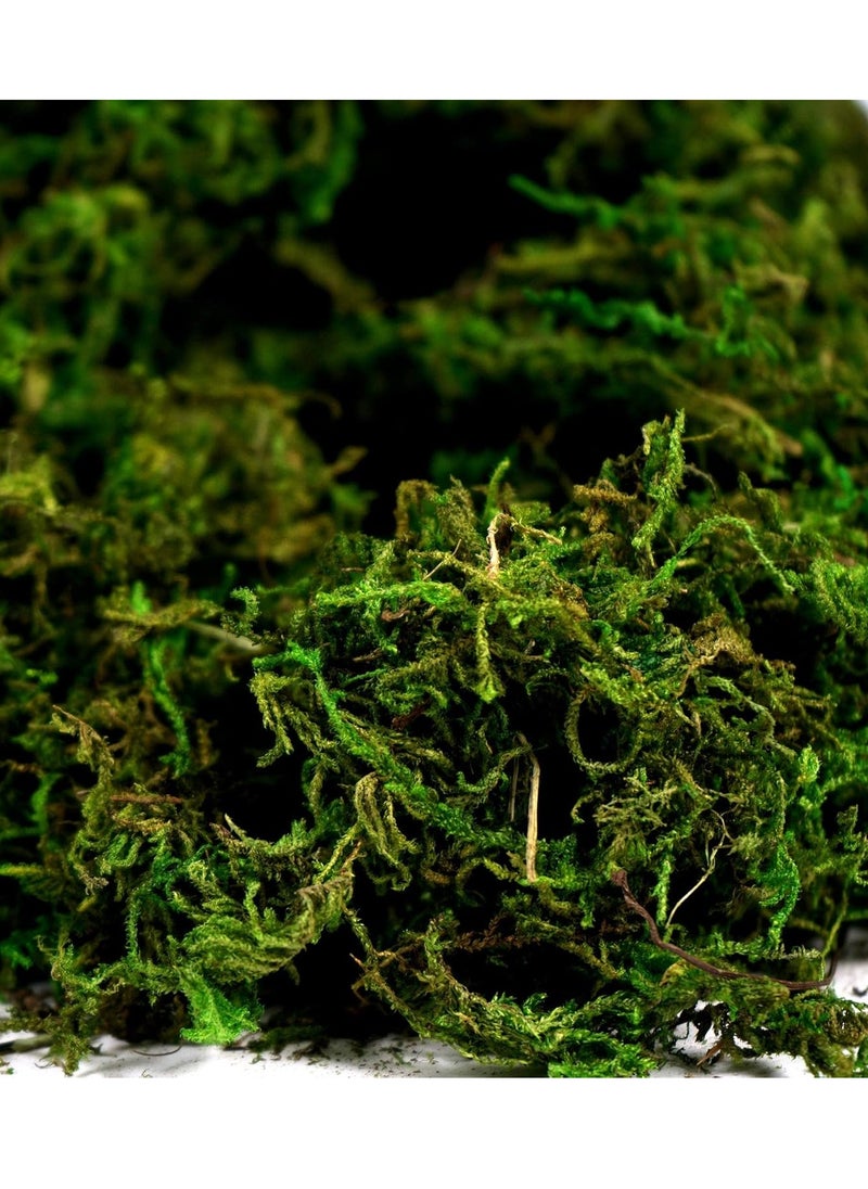 Generic 𝐅𝐅𝐃 "Premium Preserved Moss (800g) – Natural Green Dried Moss for Plants, Terrariums, Home Decor – Eco-Friendly, Long-Lasting, Moisture Retaining"  - Image 2
