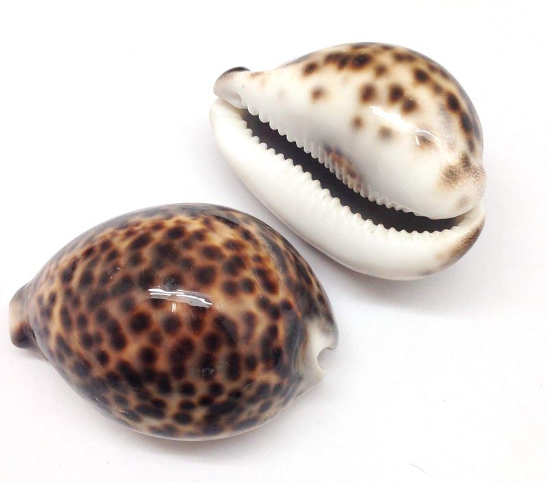 PEPPERLONELY 2PC Polished Tiger Cowrie Sea Shells 3 Inch  4 Inch