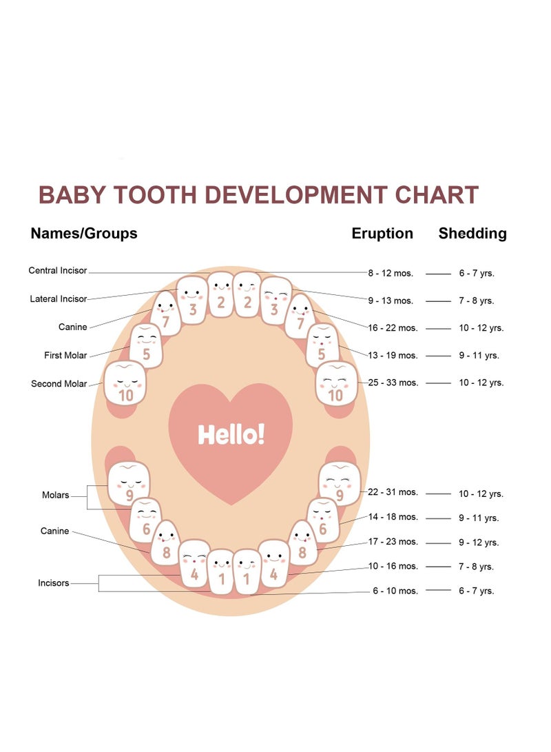 Excefore Cute Carved Wooden Box, Kids Tooth Storage, Tooth Fairy Box for Boys and Girls Wooden Baby Teeth Fairy Holder, Stores Lost Teeth Shed Milk Teeth, Fetal Hair and Umbilical Cord for Baby and Kids - Image 3