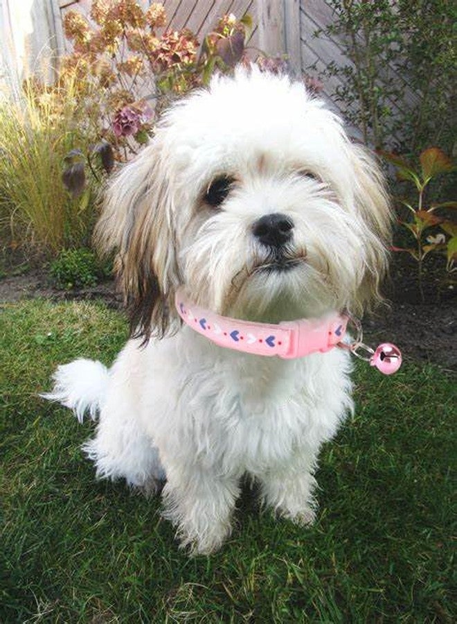 WeimoMonkey 2 Pack Puppy Collar with Bell, Puppy Collar Girl Bell Collar for Cats Adjustable for XXS Xs Small Pet Dogs Animal Litter Tiny Kitten Female, Pink + Purple - Image 4
