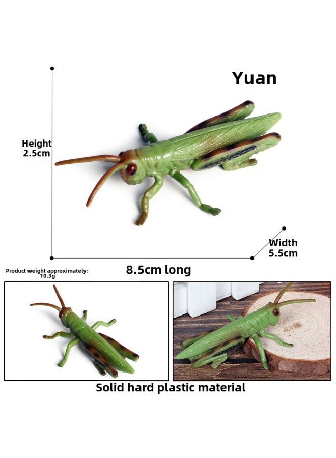 Children's Realistic Insect Toy Animal Models Honeybee Spider Dragonfly erfly Centipede Grasshopper Ant Lizard Figurines-Color:M-656 Grasshopper 】 - Image 1