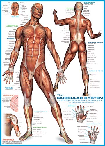 EuroGraphics Muscular System Puzzle (1000-Piece) (6000-2015) - Image 2