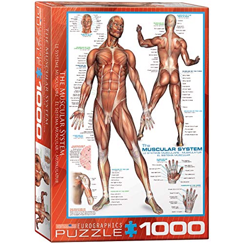 EuroGraphics Muscular System Puzzle (1000-Piece) (6000-2015) - Image 5