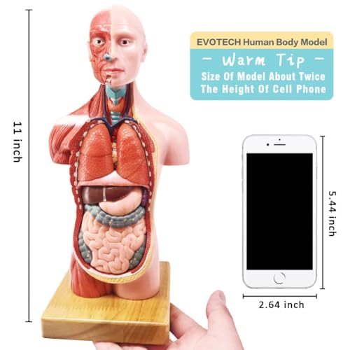 EVOTECH SCIENTIFIC Human Body, Skeleton and Heart Models-Best Anatomy Model Bundle Set of 3 Hands-on 3D Model Study Tools for Medical Student Teacher - Image 5