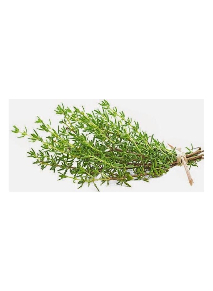 Generic Wild thyme seeds  - Image 1