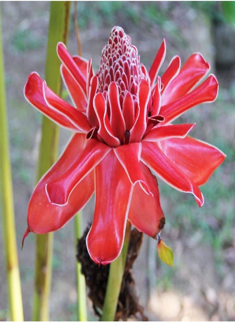 GGOOT Pink Torch Ginger Seeds - 10 Fresh Rare Seeds for Outdoor Garden Plant or Indoor Houseplant  - Image 1