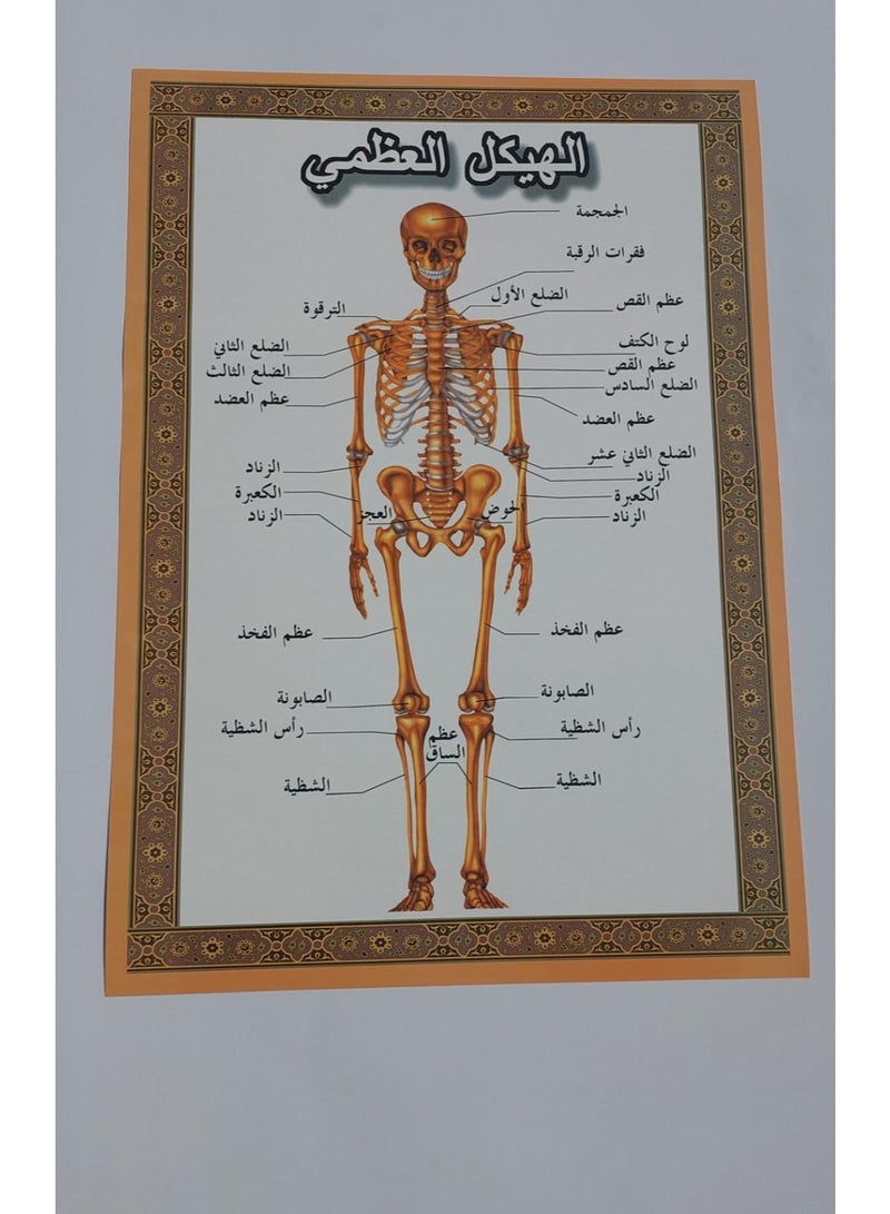 لوحة تعليمية الهيكل العظمي