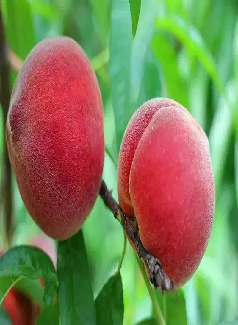 GGOOT 10pcs Peach Seeds Enjoy Joy of Harvesting Fast Growth Simple Operation Cultivate Interest in Planting Create Beautiful Environment DIY Decoration - Image 1