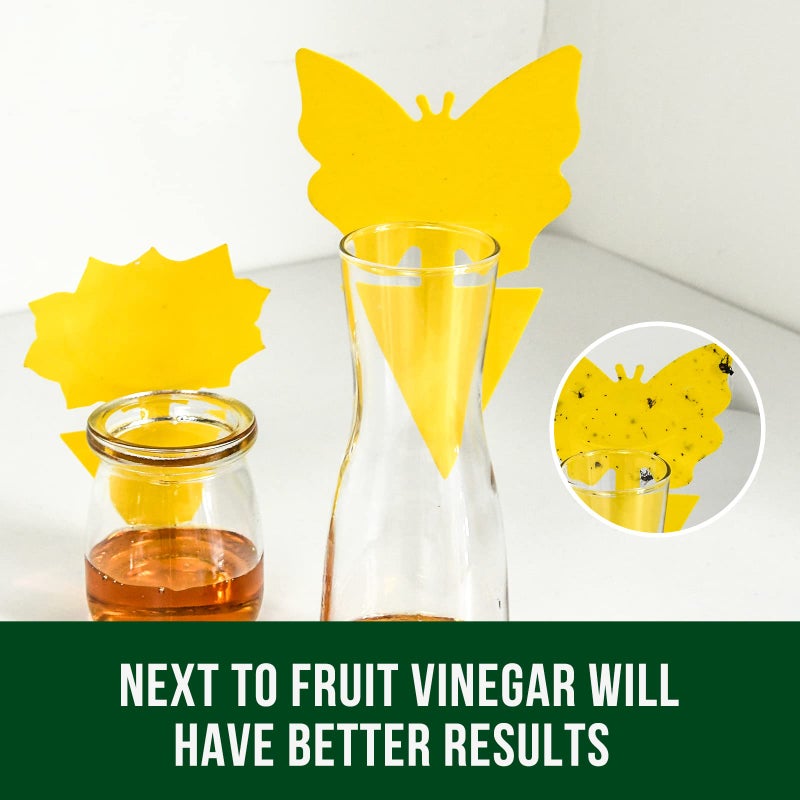 Garsum 36 Pack Fungus Gnat Traps Sticky Fruit Fly Trap Killer for Kitchen Indoor and Outdoor, Insect Fly Traps for House Plants, Whitefly, Mosquito Bits, Flying Insects - Image 5