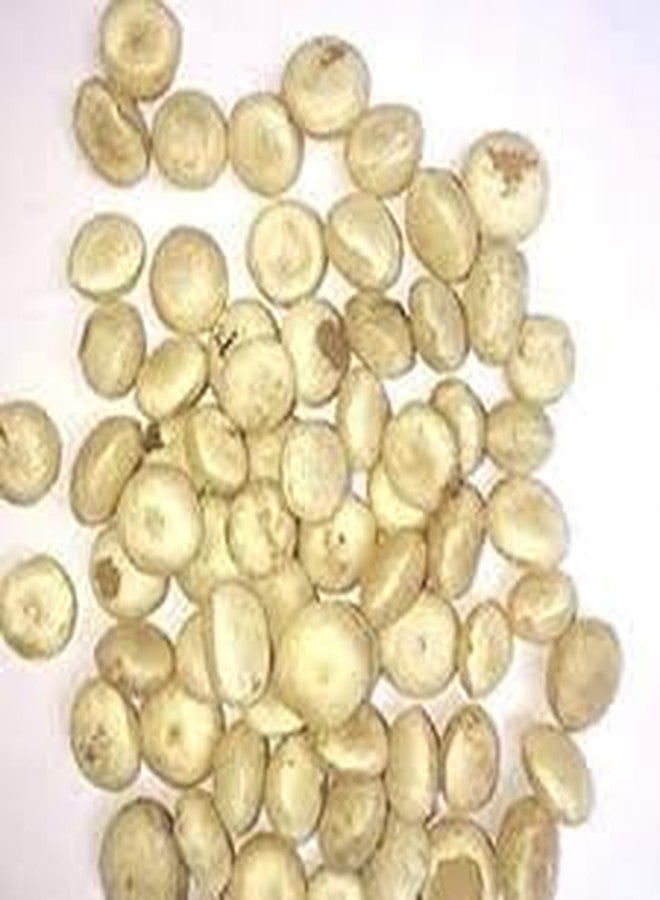THETRAN KOTTAI/مكسرات مقاصة مجففة (خام)/ தேற்றான் கொட்டை/ CHILLACHETTU - 50 جرامًا - متجر دانفانت للأعشاب - Image 3