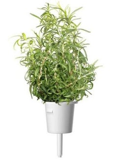 CLICK AND GROW Click  Grow Seeds Rosemary  - Image 2