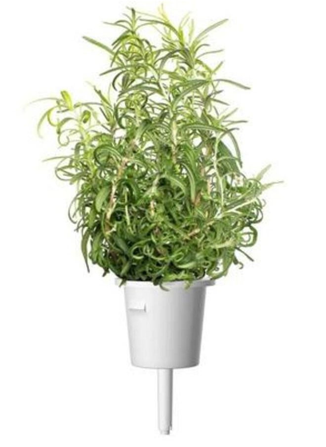 CLICK AND GROW Click  Grow Seeds Rosemary  - Image 2