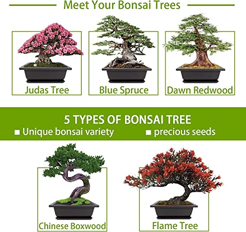 Meekear Growing into Blue Spruce, Dawn Redwood, Flame Tree, Judas Tree, Indoor Outdoor Home Gardening DIY Gifts - Image 2