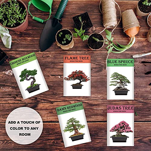 Meekear Growing into Blue Spruce, Dawn Redwood, Flame Tree, Judas Tree, Indoor Outdoor Home Gardening DIY Gifts - Image 5