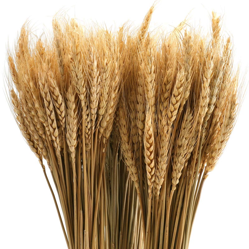 Yarlung yarlung 300 Stems 16 Inch Dried Wheat Sheaves Natural Wheat Stalks Bundle Fall Arrangement for DIY Craft Home Table Wedding 