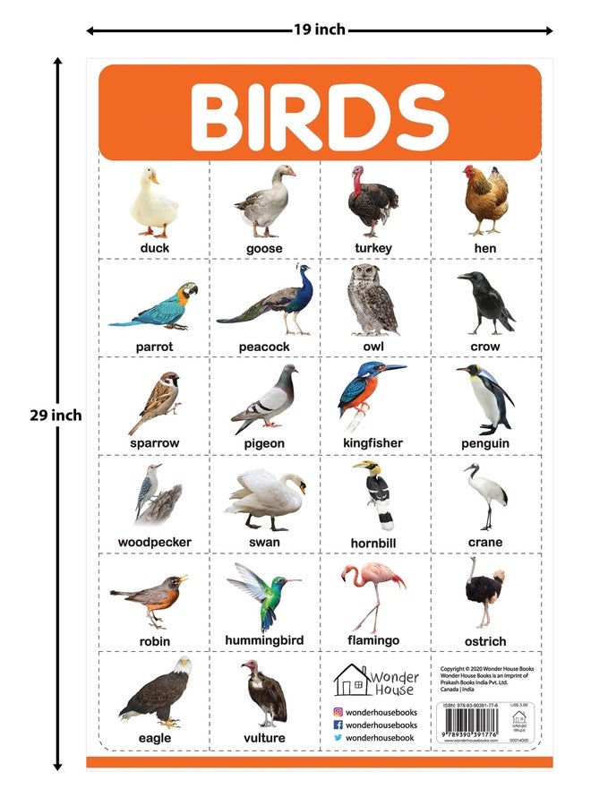 الطيور - ملصقات الحائط لتعلمي المبكر: لرياض الأطفال، والحضانة، والتعليم المنزلي (19 بوصة × 29 بوصة)