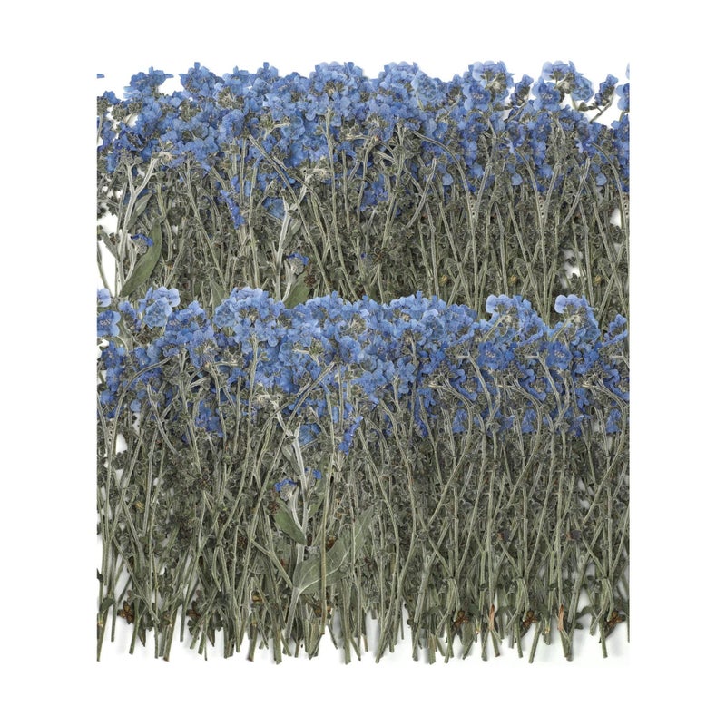Barakah 100 Pcs Natural Forget Me Not Pressed Dried Flowers Dried Flower Real Dried Flowers for Resin Jewelry Candle Card Making Nail Art Flowers DIY Home Decoration for Indoor Outdoor Garden Porch Window - Image 1