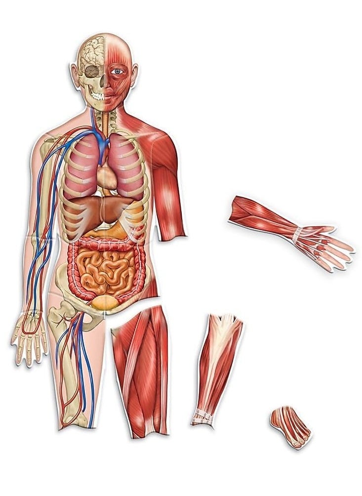 LEARNING RESOURSES - Double-Sided Magnetic Human Body by Learning Resources - An Interactive Educational Marvel! - Image 1