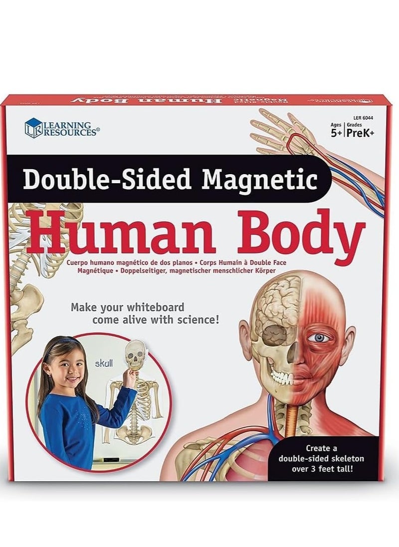 LEARNING RESOURSES - Double-Sided Magnetic Human Body by Learning Resources - An Interactive Educational Marvel! - Image 1