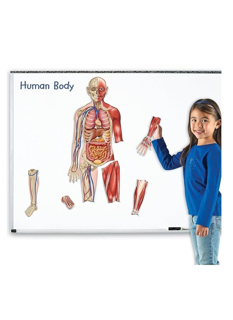 LEARNING RESOURSES - Double-Sided Magnetic Human Body by Learning Resources - An Interactive Educational Marvel! - Image 1