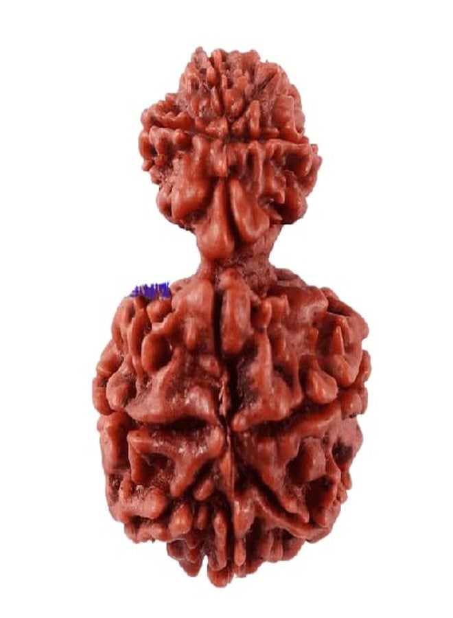 IRIS GEMS Gauri Ganesh Rudraksha with Silver Capping गर्भ गौरी रुद्राक्ष 10 Mukhi Nepal Garbh Gauri Rudraksha Original Certified by Igl गौरी गणेश रुद्राक्ष Natural Garbh Gauri Rudraksh for Women - Image 2