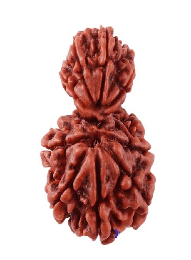 IRIS GEMS Gauri Ganesh Rudraksha with Silver Capping गर्भ गौरी रुद्राक्ष 10 Mukhi Nepal Garbh Gauri Rudraksha Original Certified by Igl गौरी गणेश रुद्राक्ष Natural Garbh Gauri Rudraksh for Women - Image 1