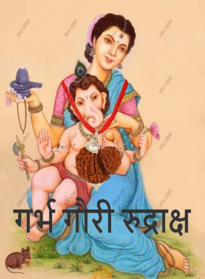 IRIS GEMS Gauri Ganesh Rudraksha with Silver Capping गर्भ गौरी रुद्राक्ष 10 Mukhi Nepal Garbh Gauri Rudraksha Original Certified by Igl गौरी गणेश रुद्राक्ष Natural Garbh Gauri Rudraksh for Women - Image 5