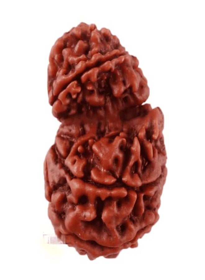 IRIS GEMS Gauri Ganesh Rudraksha with Silver Capping गर्भ गौरी रुद्राक्ष 10 Mukhi Nepal Garbh Gauri Rudraksha Original Certified by Igl गौरी गणेश रुद्राक्ष Natural Garbh Gauri Rudraksh for Women - Image 3