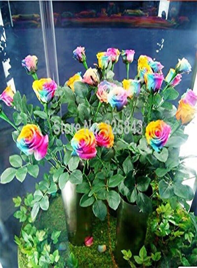 GGOOT Prime Limit! 100 pcs Seeds Rare Holland Rainbow Rose,Flower Home Garden rare rainbow rose flower seeds - Image 2