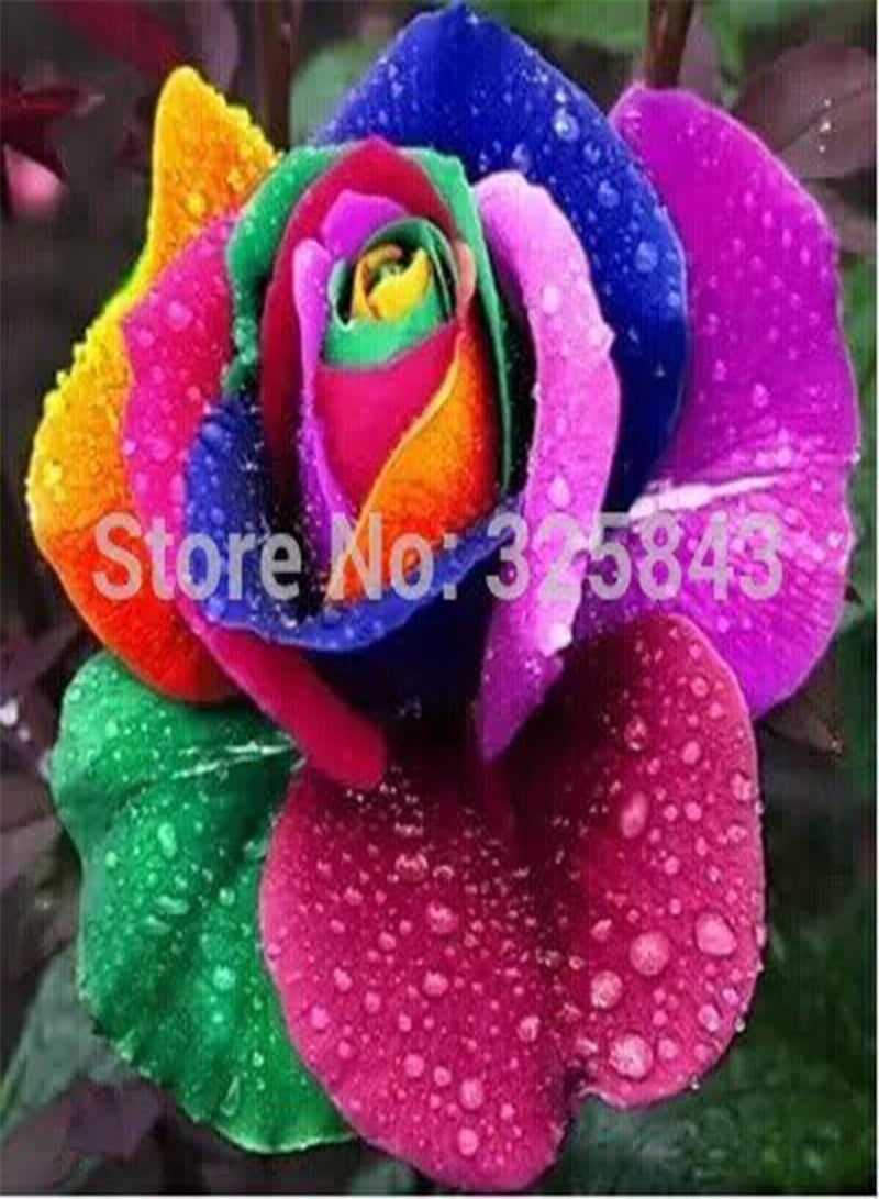 GGOOT Prime Limit! 100 pcs Seeds Rare Holland Rainbow Rose,Flower Home Garden rare rainbow rose flower seeds - Image 3