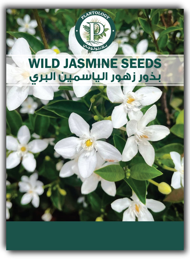 بذور الياسمين البري للزراعة - بذور زهرة الياسمين - Image 1