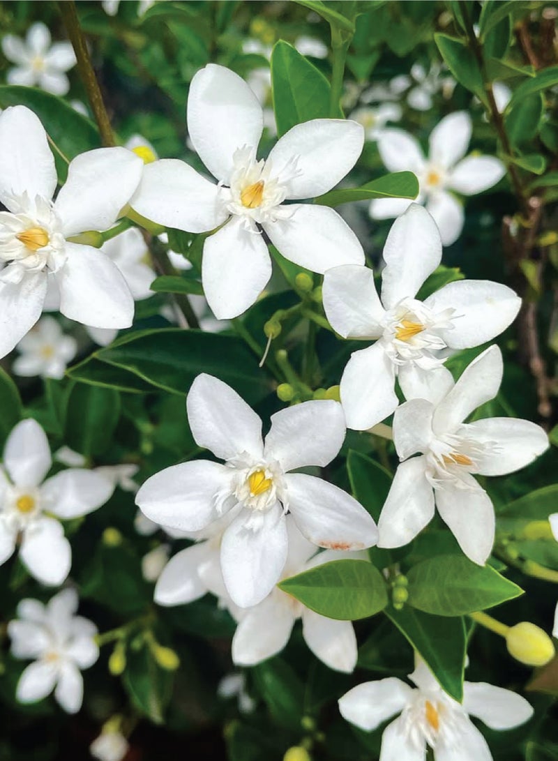 بذور الياسمين البري للزراعة - بذور زهرة الياسمين - Image 2