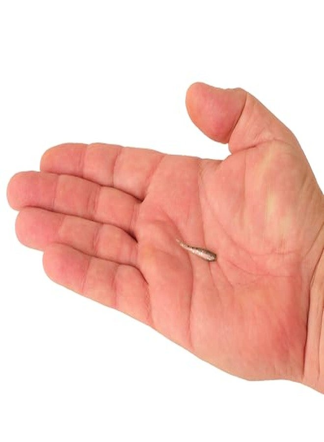 Berkley PowerBait® Minnow, Black Shad, 2" (18 Count) - Image 3