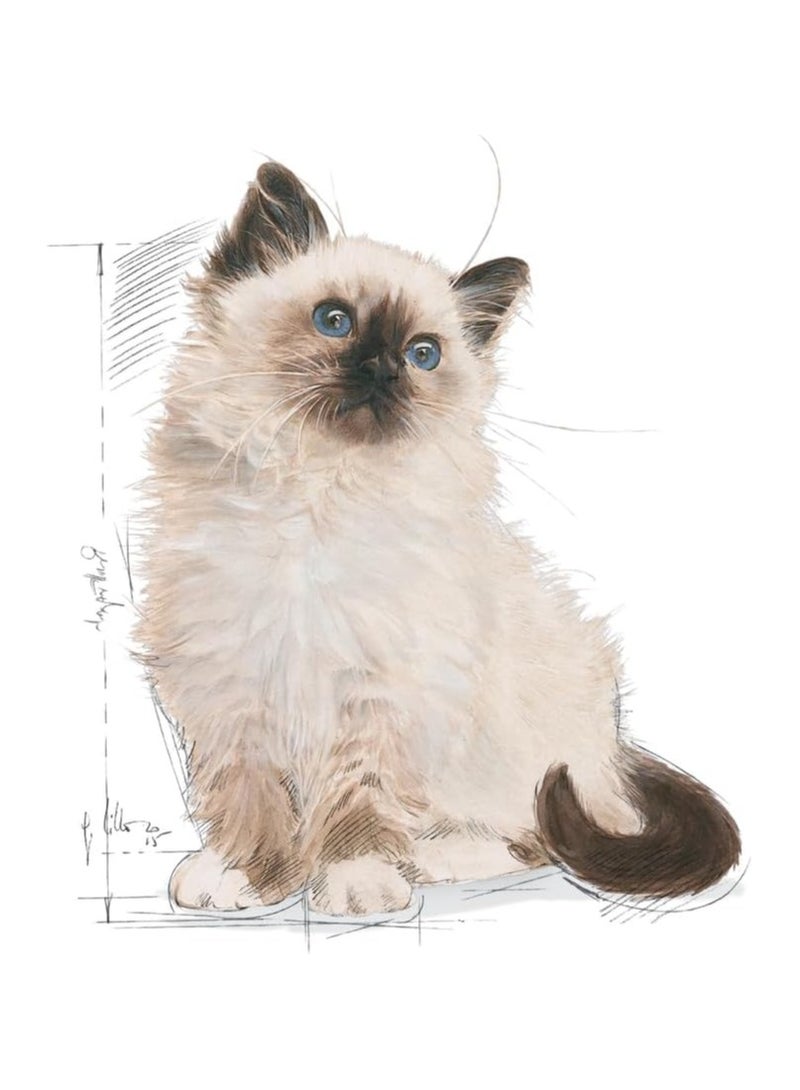 Royal Canin Feline Health Nutrition Kitten 2kg Cat Dry Food - Image 5