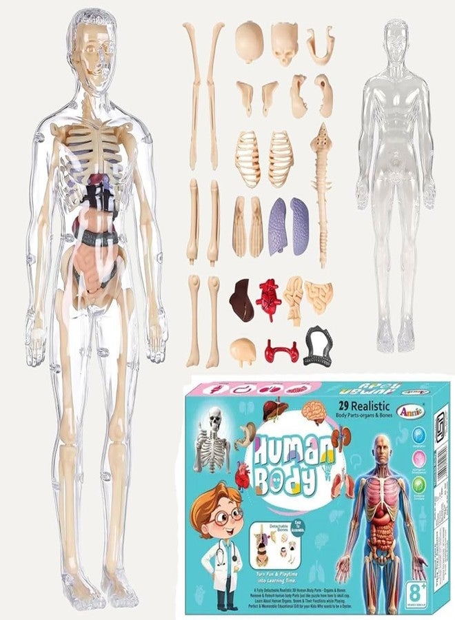 QUALIZA Human Body Structure Model for Kids - 29-Piece 3D Anatomy Puzzle Toy with Removable Bones & Organs | STEM Educational Toy for Ages 6-12 | DIY Human Body Parts Model for Boys & Girls - Image 1