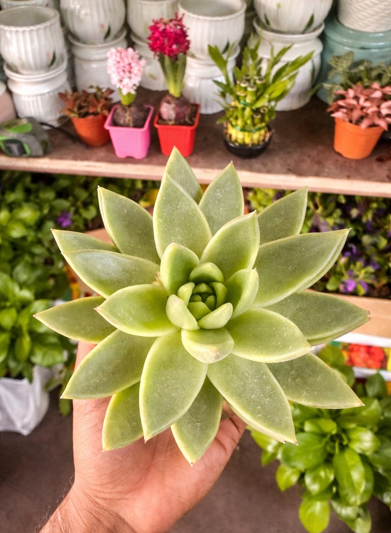 Echeveria Miranda Succulent Plant (8–12 cm Height) | Live Rosette Succulent | Low Maintenance Indoor & Desk Decor Plant | Natural Home & Office Greenery - Image 3