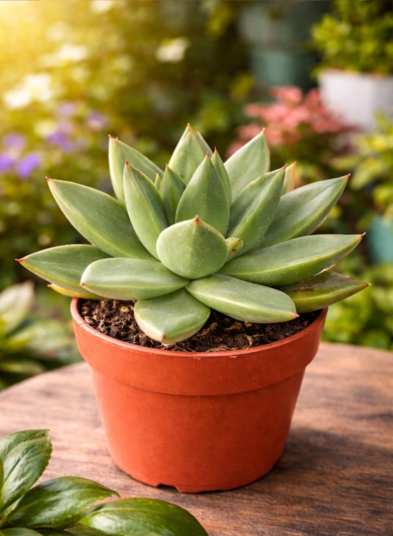 Echeveria Miranda Succulent Plant (8–12 cm Height) | Live Rosette Succulent | Low Maintenance Indoor & Desk Decor Plant | Natural Home & Office Greenery - Image 4