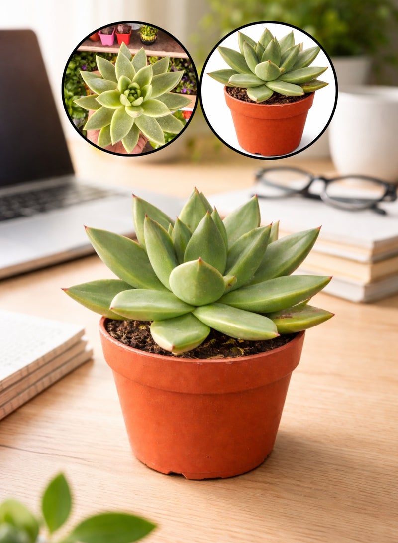 Echeveria Miranda Succulent Plant (8–12 cm Height) | Live Rosette Succulent | Low Maintenance Indoor & Desk Decor Plant | Natural Home & Office Greenery - Image 1