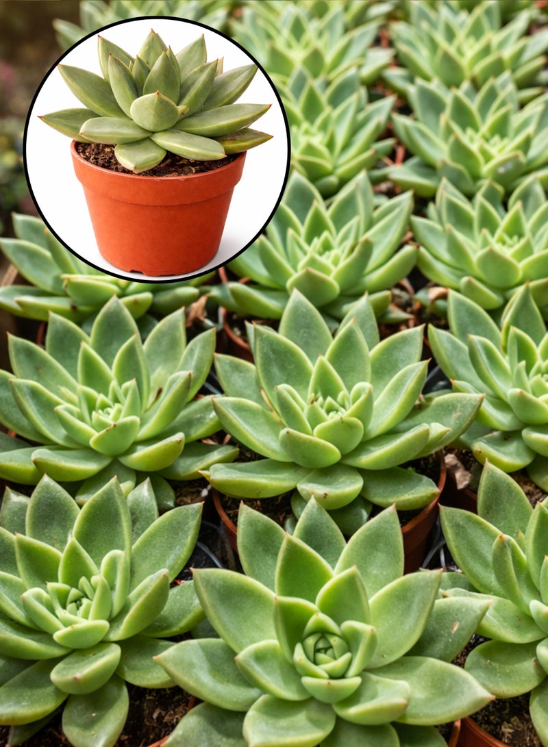 Echeveria Miranda Succulent Plant (8–12 cm Height) | Live Rosette Succulent | Low Maintenance Indoor & Desk Decor Plant | Natural Home & Office Greenery - Image 5