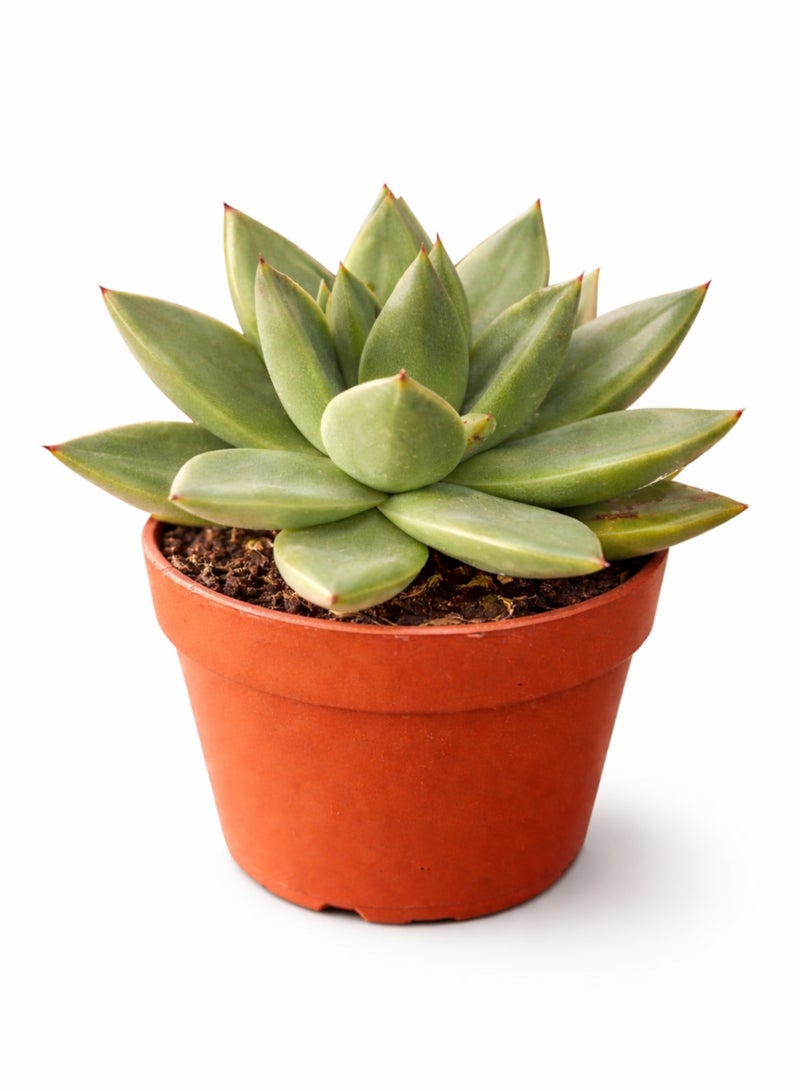 Echeveria Miranda Succulent Plant (8–12 cm Height) | Live Rosette Succulent | Low Maintenance Indoor & Desk Decor Plant | Natural Home & Office Greenery - Image 2
