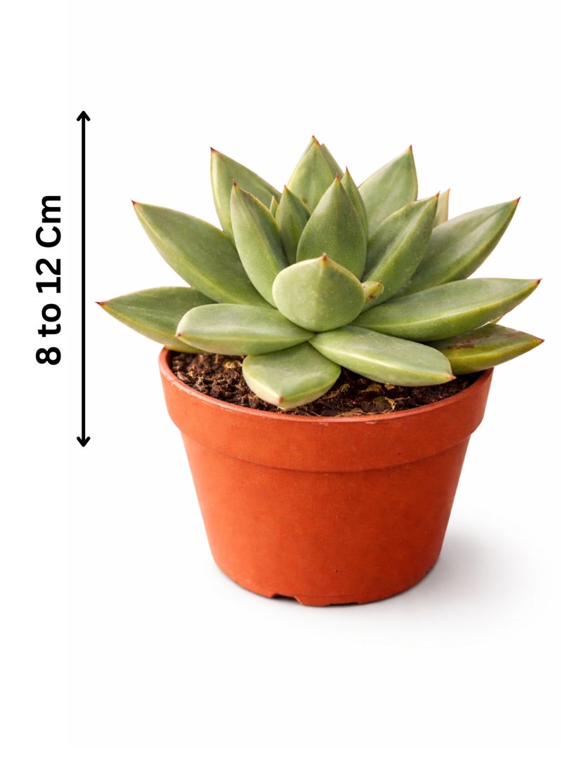 بلانت نبتة إشفيريا ميراندا العصارية (ارتفاع 8-12 سم) | نبتة عصارية على شكل وردة حية | نبات داخلي مثالي للمكاتب ويتطلب عناية قليلة | لمسة خضراء طبيعية لمنزلك ومكتبك - Image 2