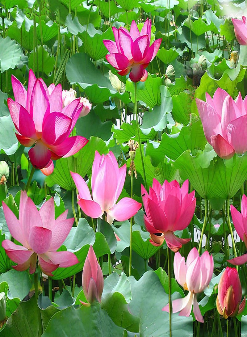 GGOOT 1 Bag Lotus Seeds Mini Non GMO Mixed Bonsai Lotus Bowl Seeds for Garden - Bowl Lotus Seeds  - Image 5