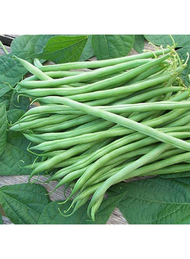 Bush Beans  Desi Vegetable Seeds