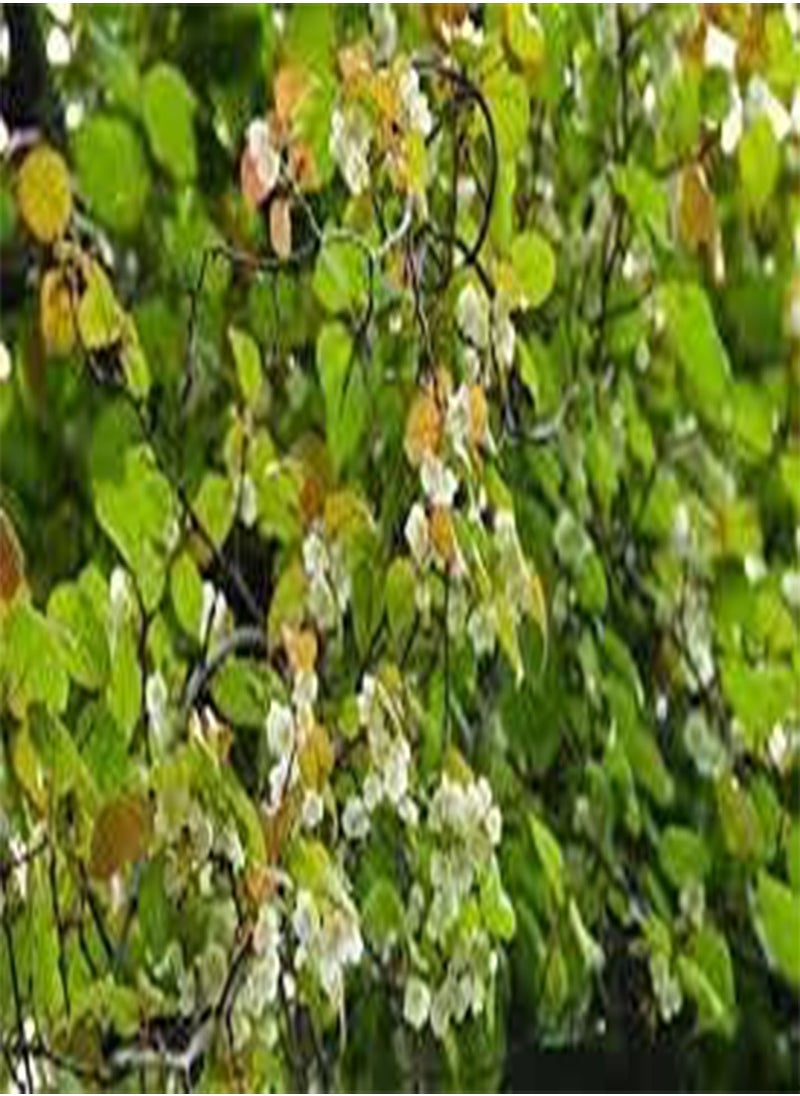 GGOOT seeds 100pcs Mixed Bonsai Torch Lily Flower Seeds 