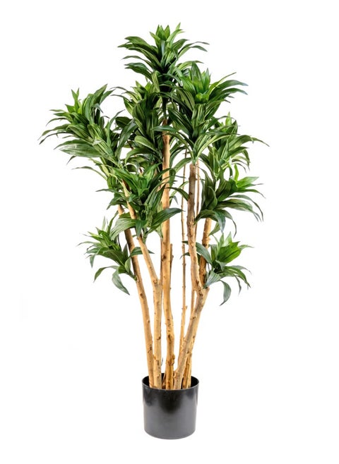 Gulf Flowers Artificial Dracaena Fragrans Tree – 92cm Faux Plant with Real Trunk – Lush Green Indoor Decorative Tree for Home, Office & Event Display