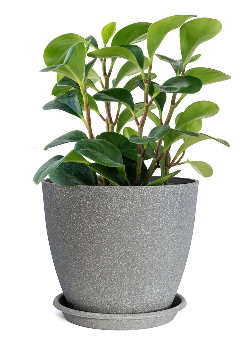 VGROW PRIME Plant Pots, Indoor Planters with Drain Holes and Tray, Modern Plastic Flowerpot (7 Inches, Light Grey)  - Image 2