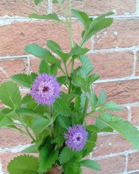 MERLI HERBS أوراق سنتراثيروم بونكتاتوم الطازجة كيسافارتثني 25 جرام لنمو الشعر - Image 2