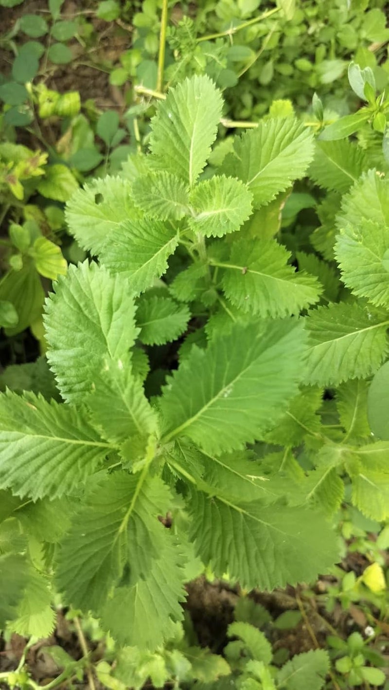 MERLI HERBS أوراق سنتراثيروم بونكتاتوم الطازجة كيسافارتثني 25 جرام لنمو الشعر - Image 1